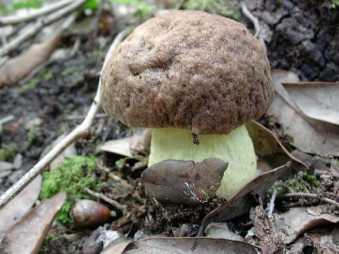 868 Dicembre vecchio ritrovamento